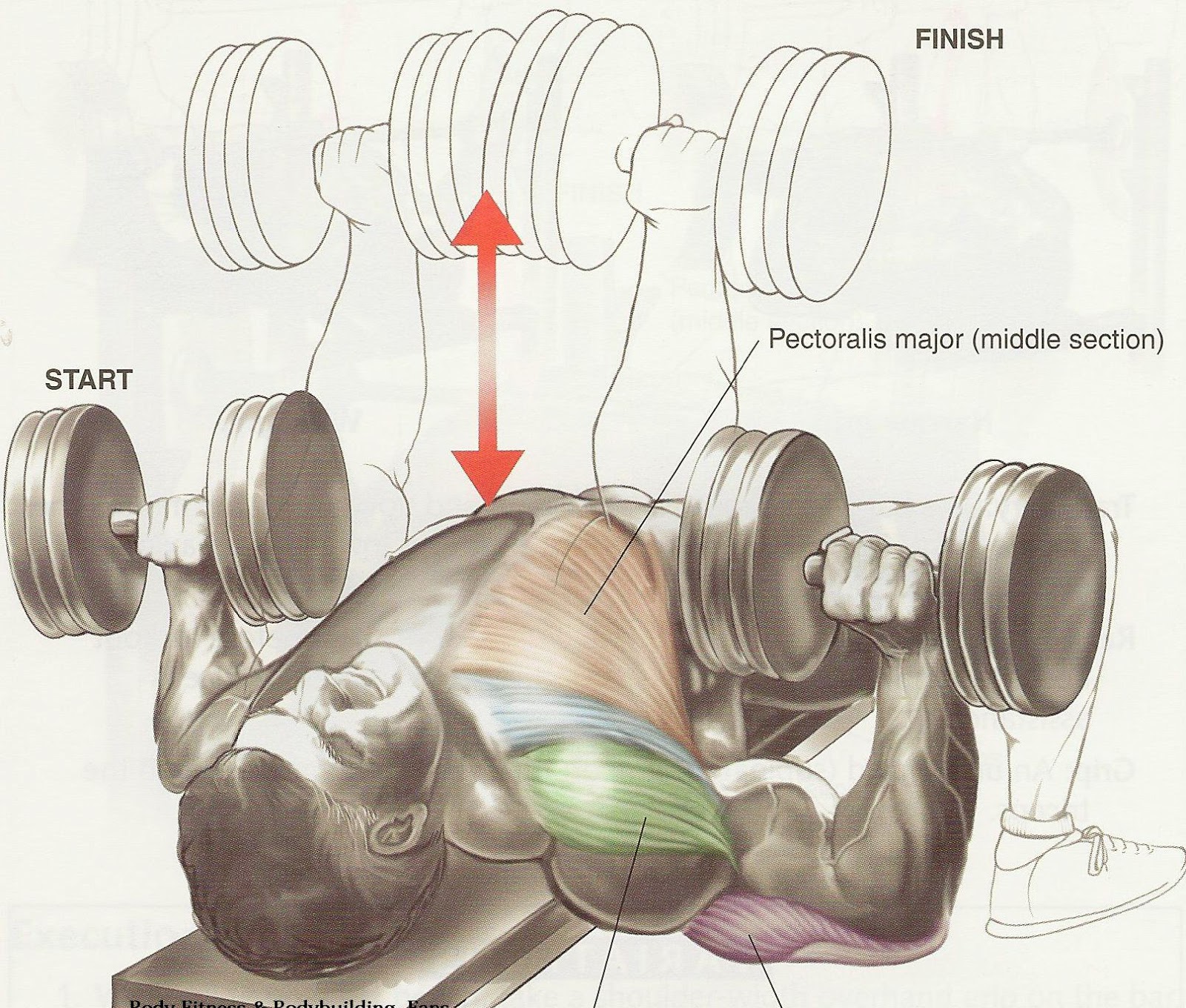 Five Parameters Of Chest Training - Training - RxBodybuilders.com